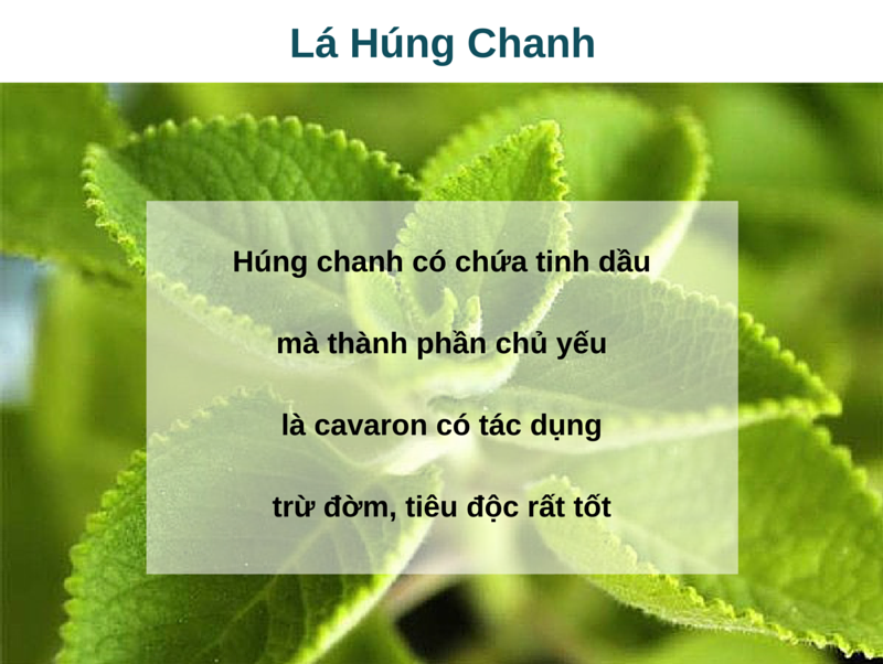 Lá húng chanh lợi phế thông cổ